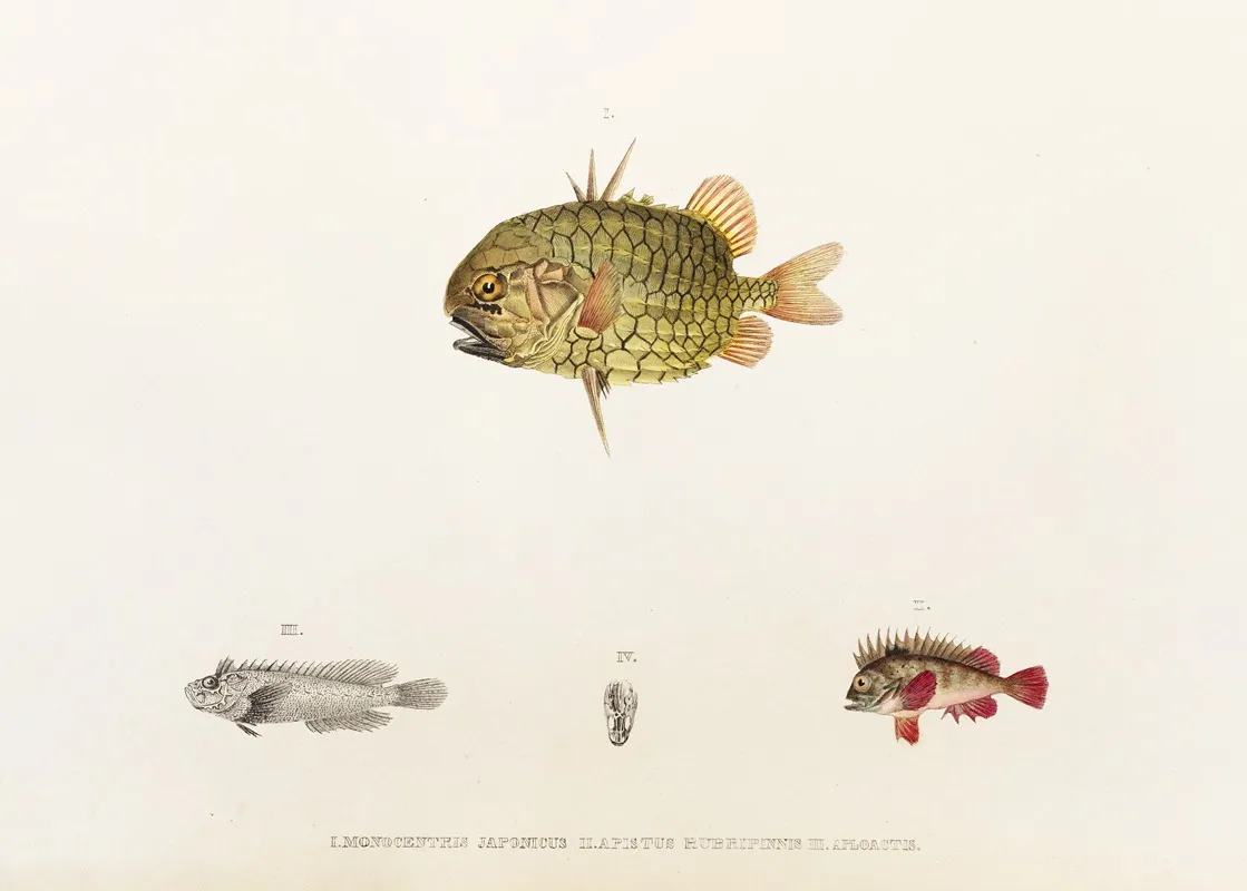 Fauna Japonica Pl 033