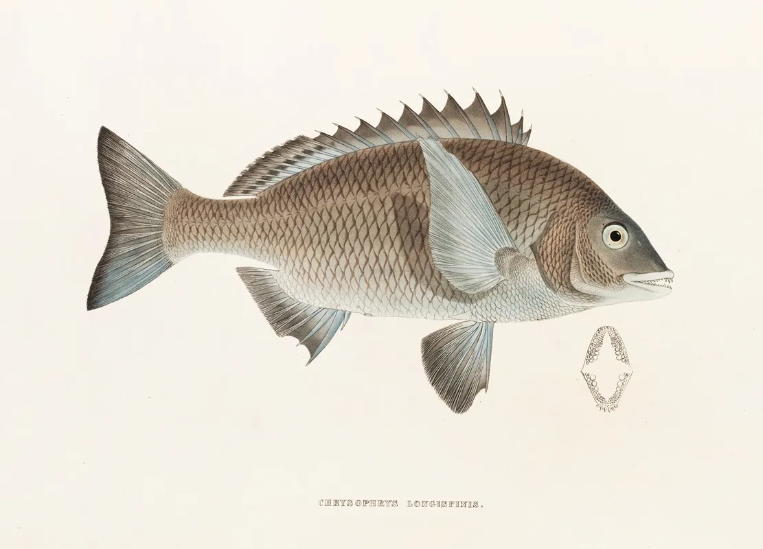 Fauna Japonica Pl 045