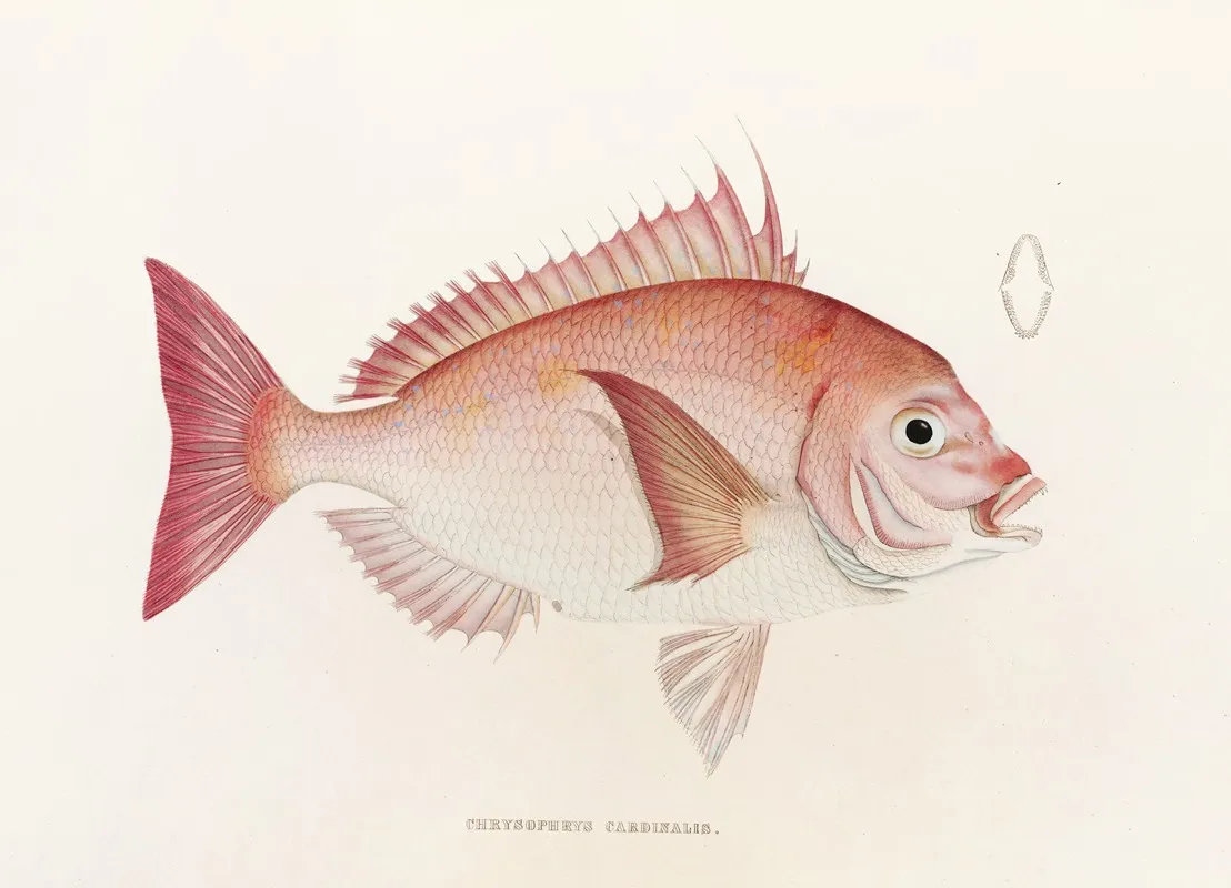 Fauna Japonica Pl 046