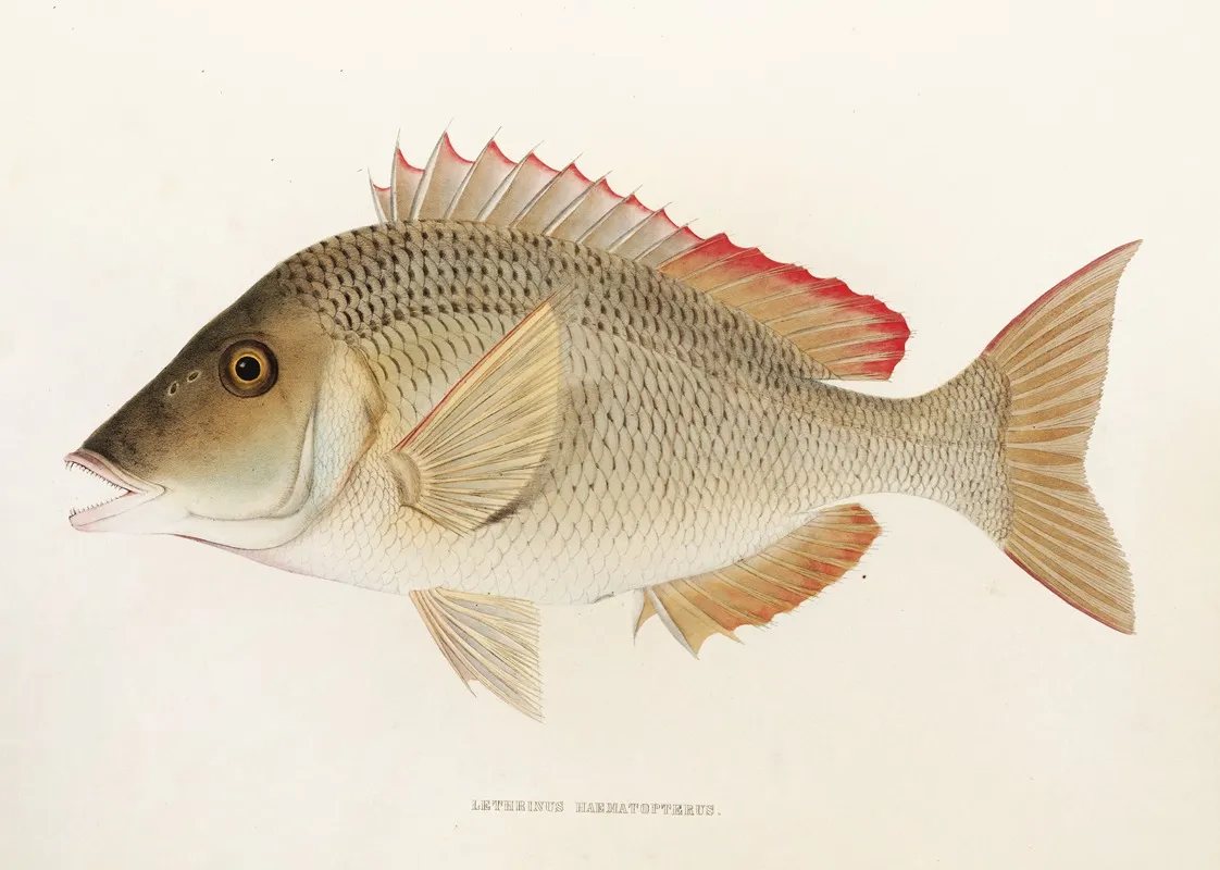 Fauna Japonica Pl 051