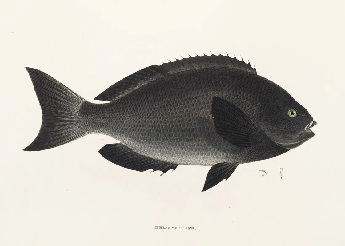 Fauna Japonica Pl 052