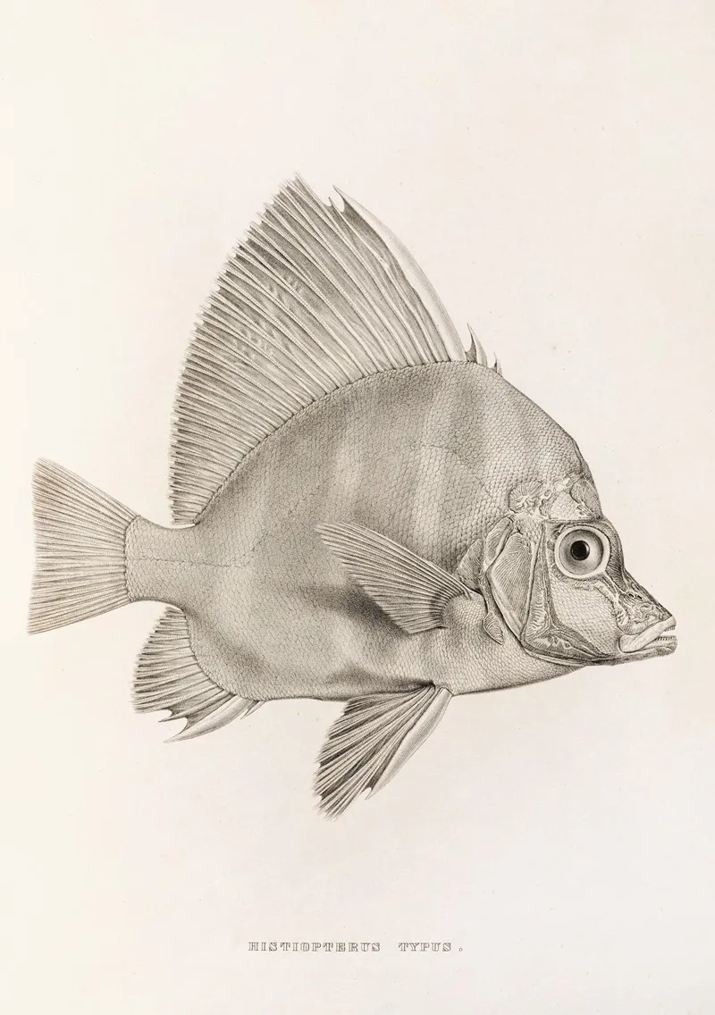 Fauna Japonica Pl 058