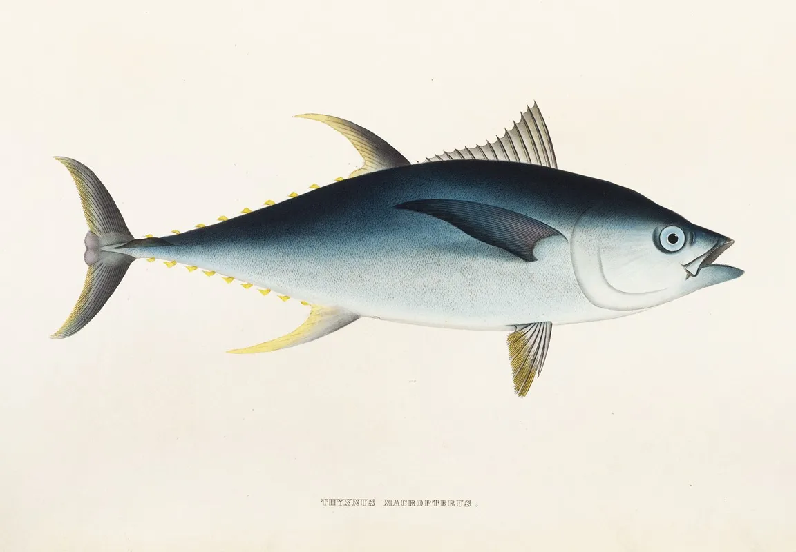 Fauna Japonica Pl 064