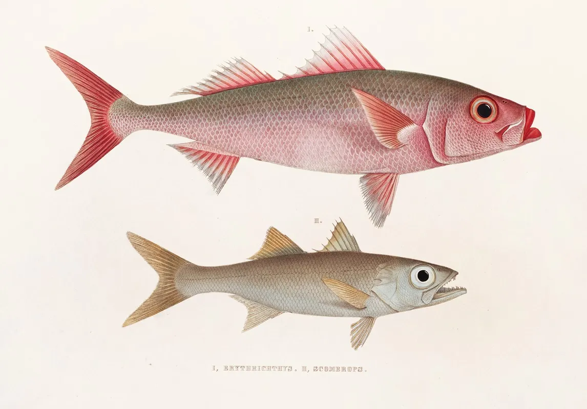 Fauna Japonica Pl 076