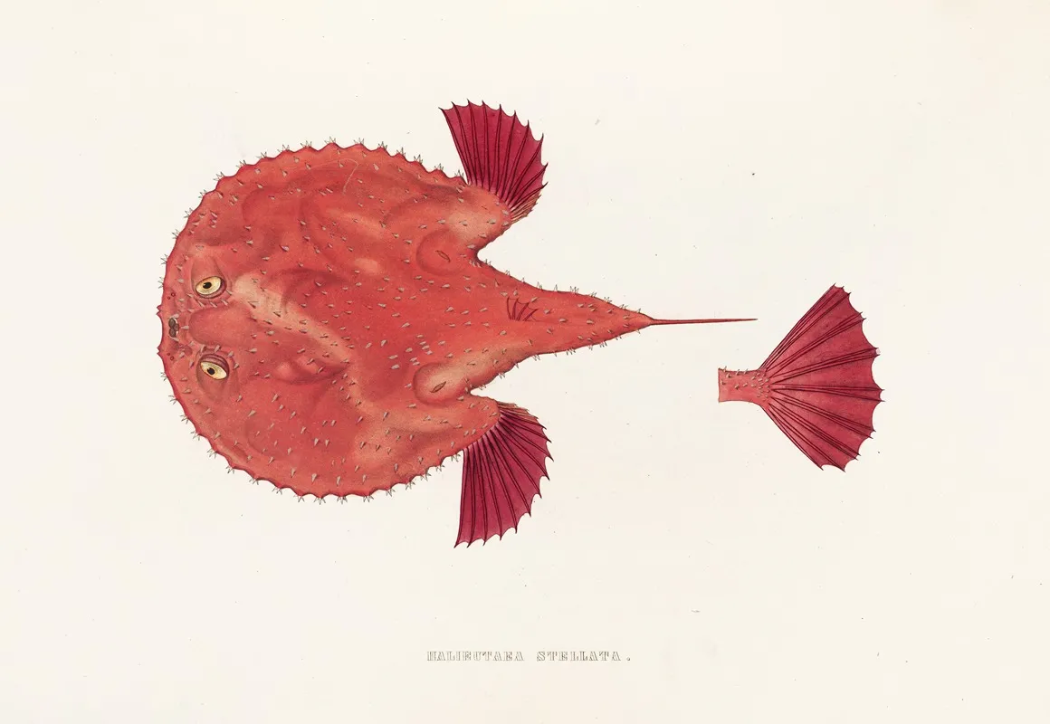 Fauna Japonica Pl 097