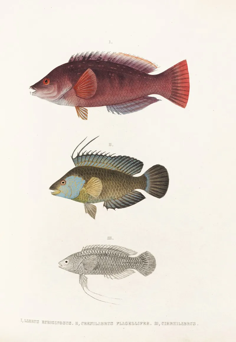 Fauna Japonica Pl 102