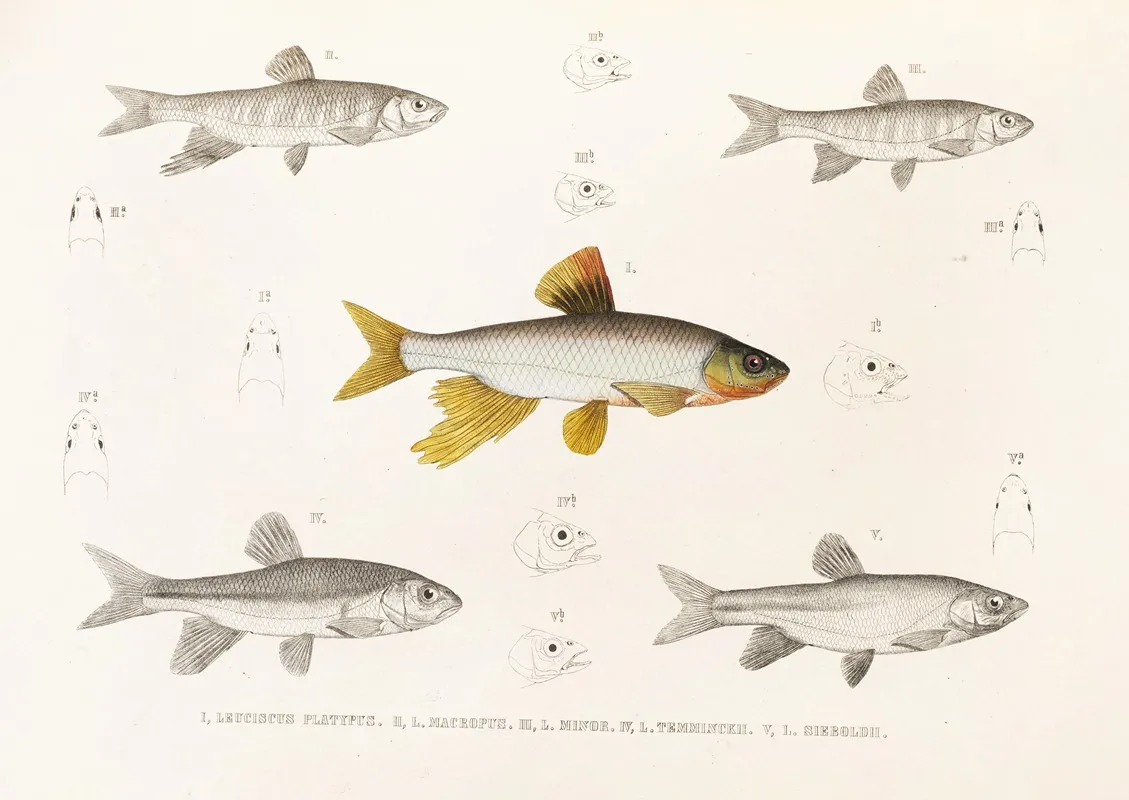 Fauna Japonica Pl 118