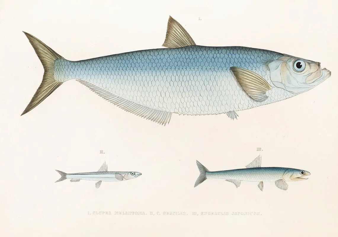 Fauna Japonica Pl 125