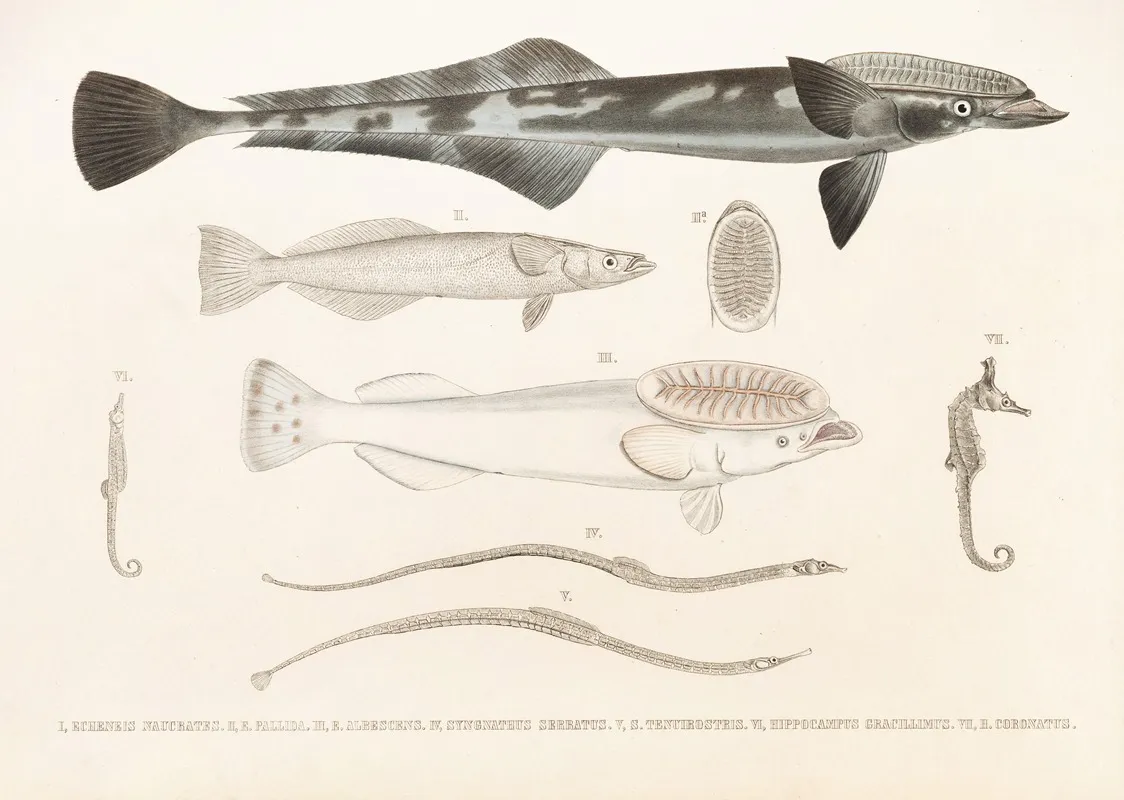 Fauna Japonica Pl 137