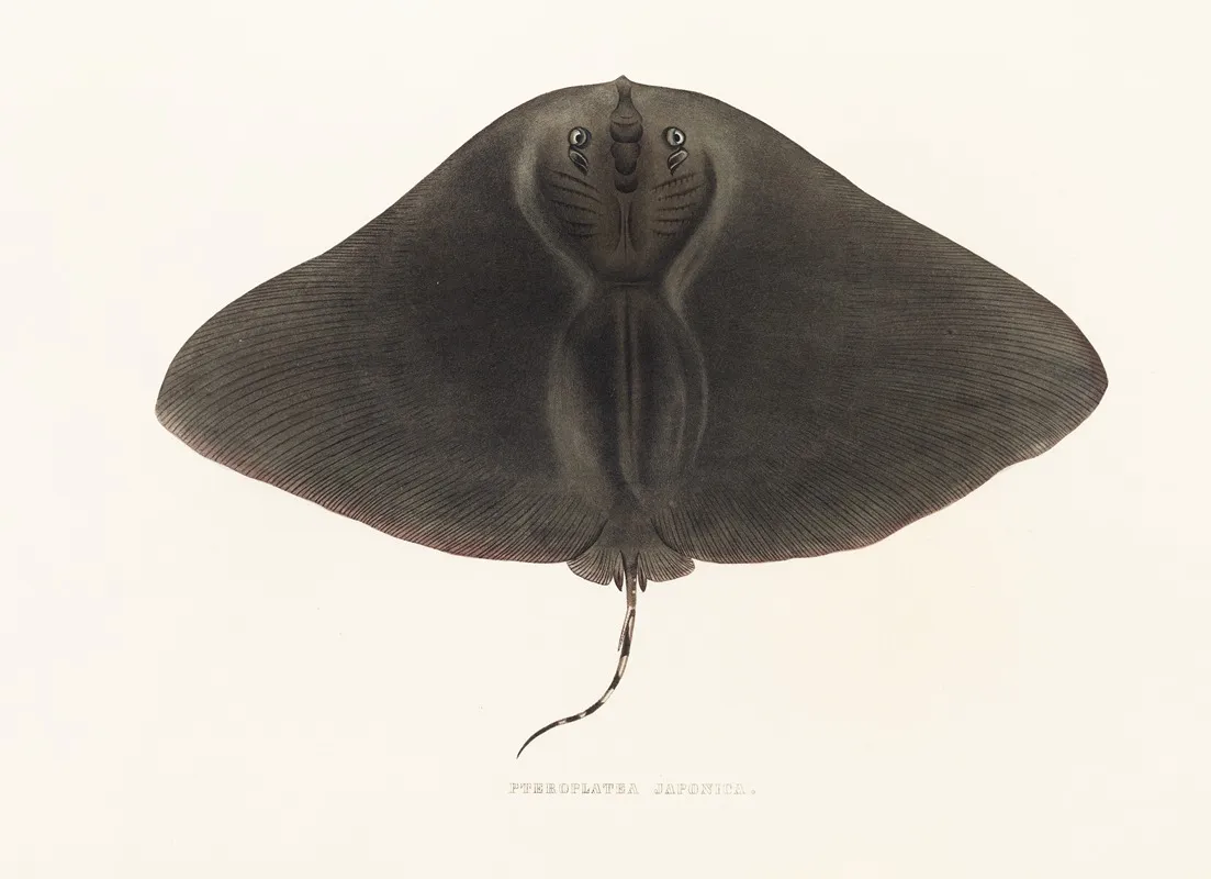 Fauna Japonica Pl 158