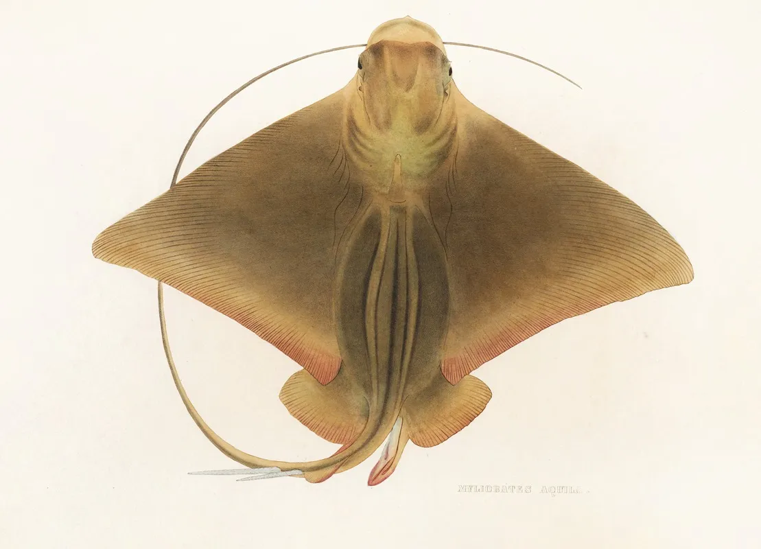 Fauna Japonica Pl 159