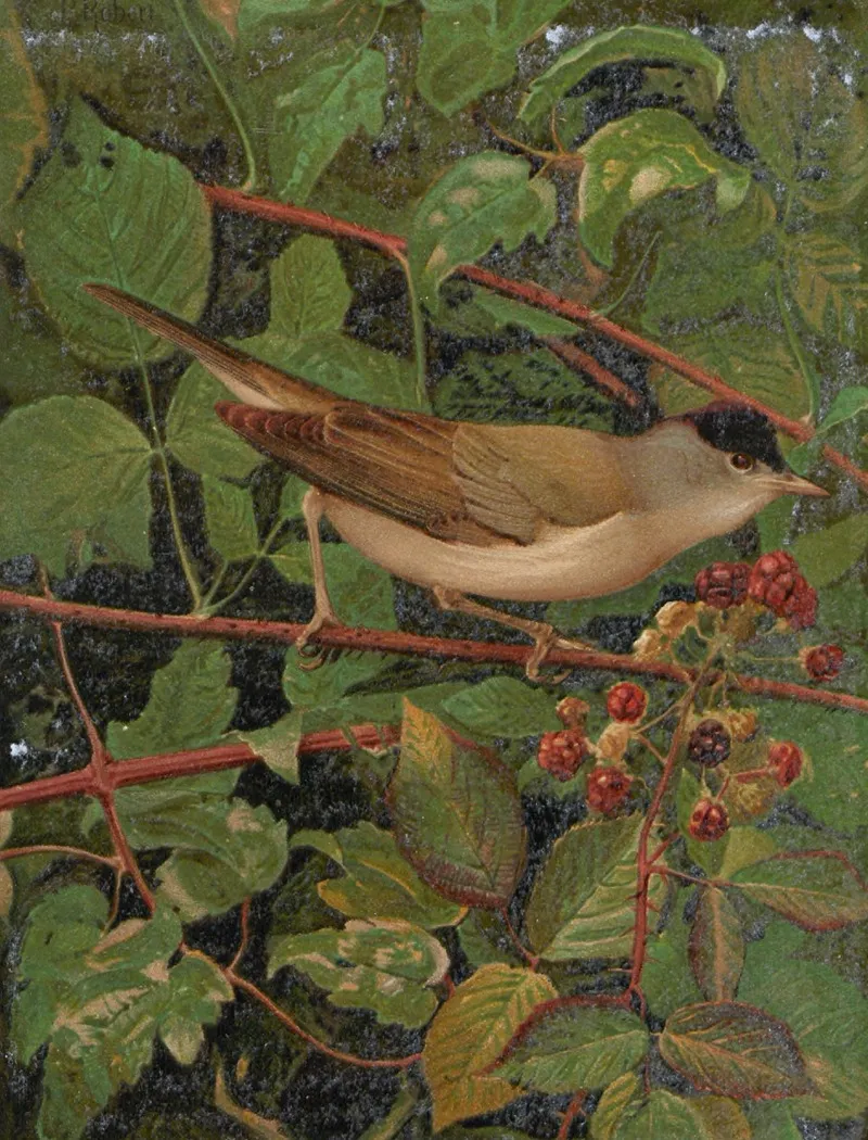 Fauvette A Tete Noire by Léo-Paul Robert - Canvas Print