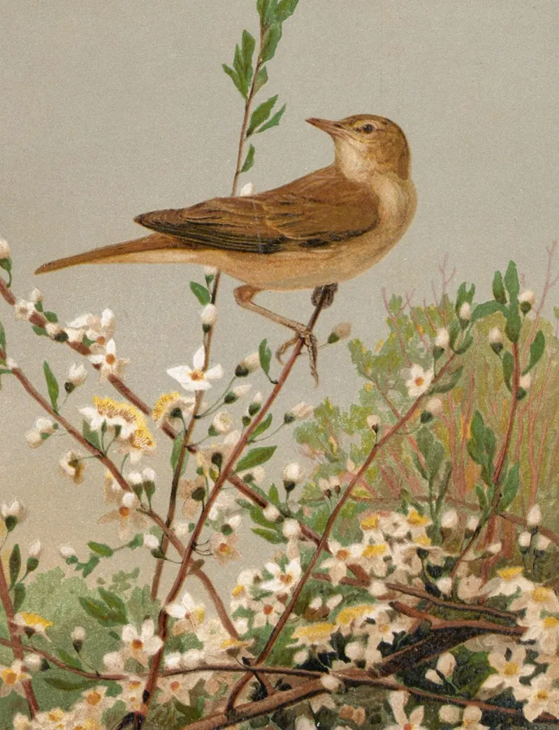 Fauvette Des Jardins by Léo-Paul Robert - Canvas Print