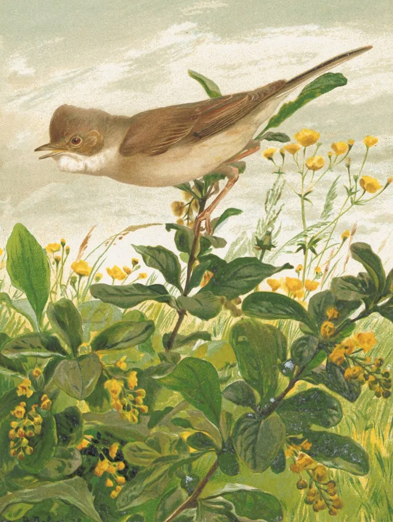 Fauvette Grisette by Léo-Paul Robert - Canvas Print