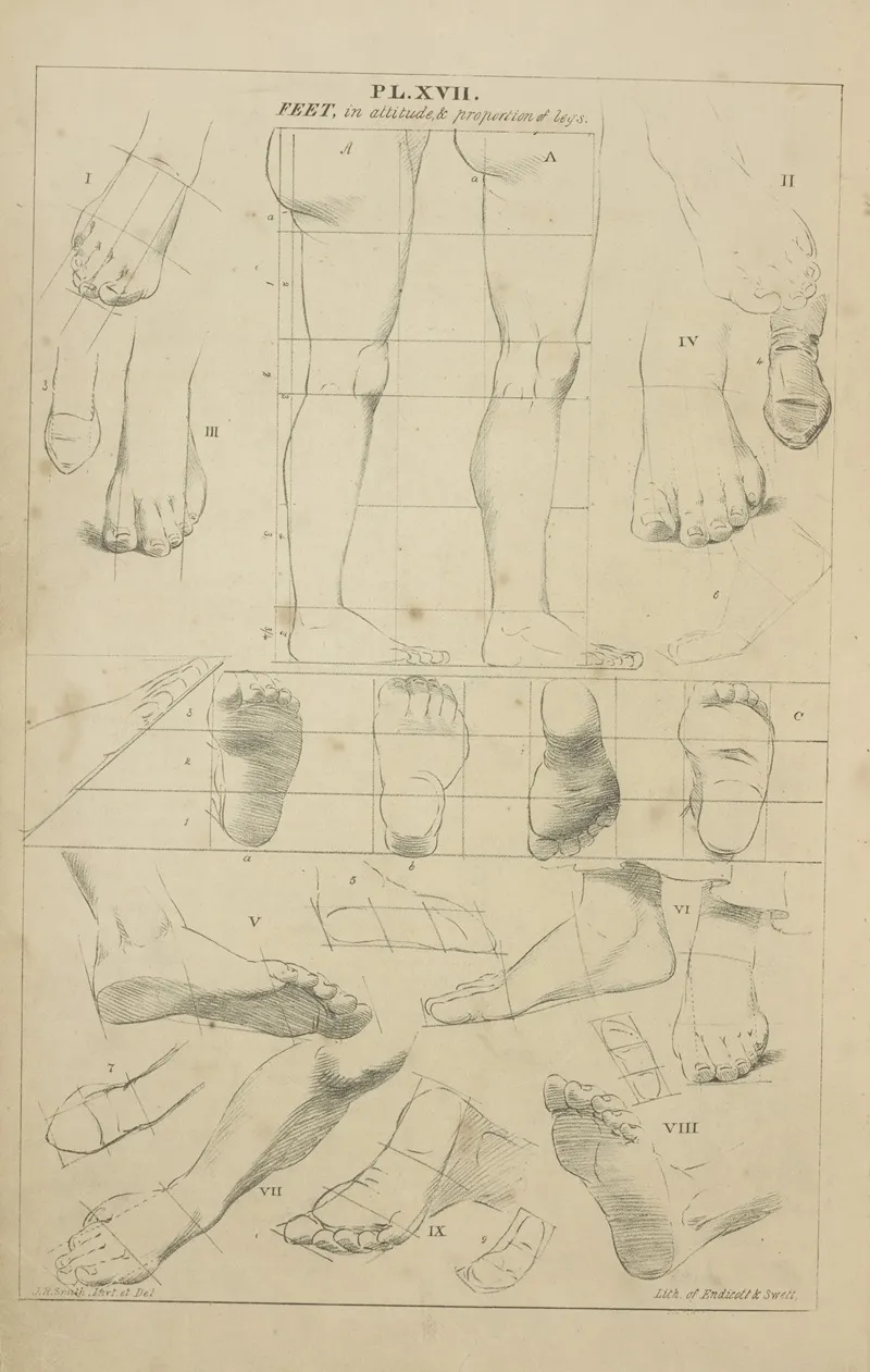 Feet In Attitude And Proportions Of Legs