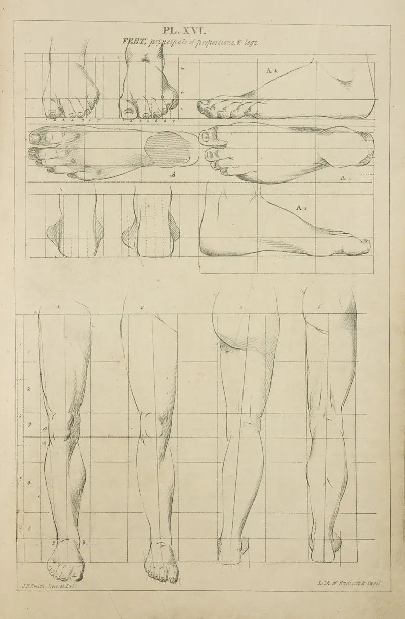 Feet Principles Of Proportions And Legs