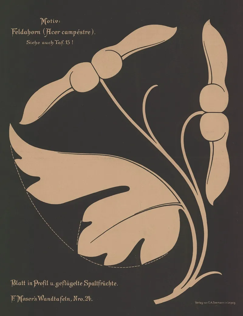 Feldahorn Acer Campestre