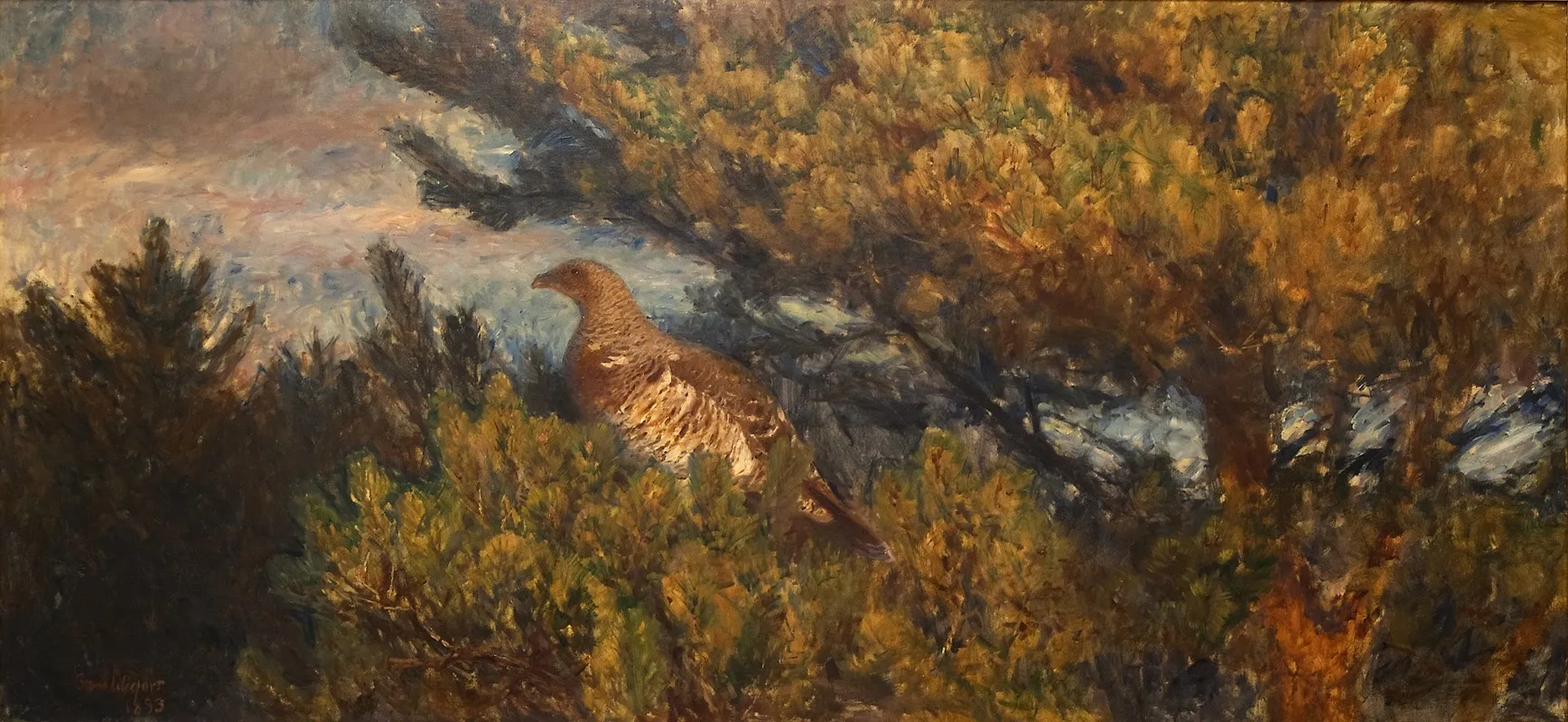 Female Capercaillie