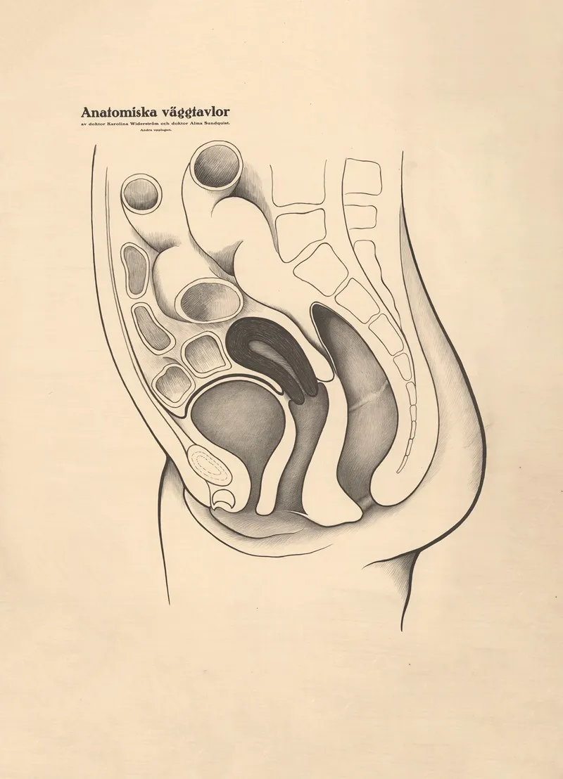Female Genitalia by Karolina Widerström - Canvas Print