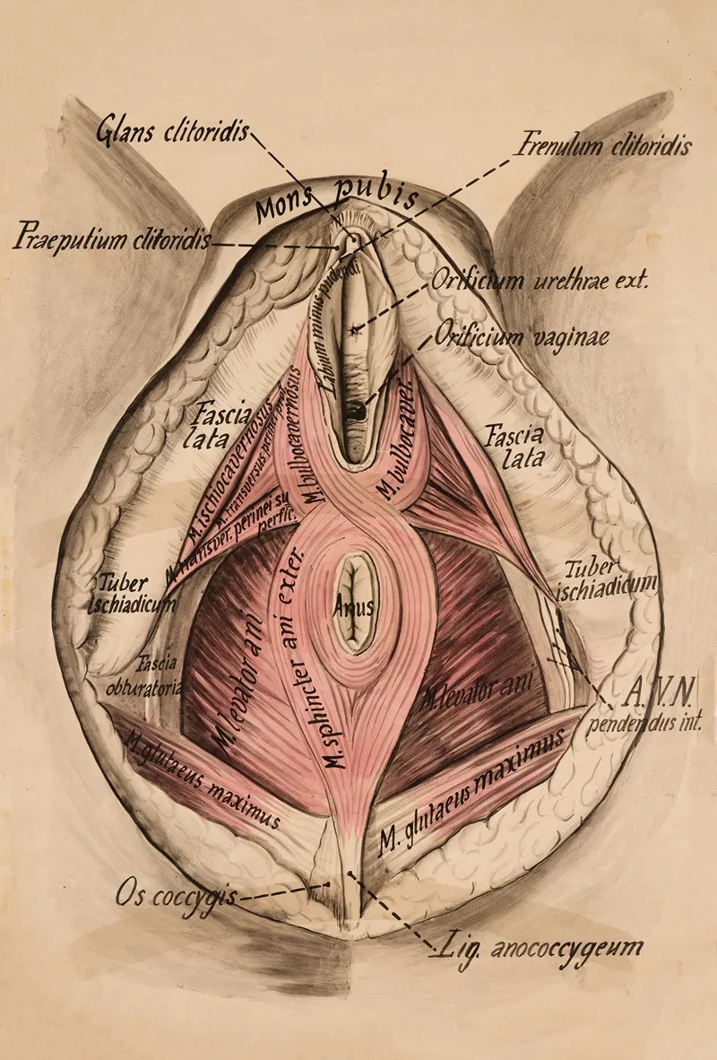 Female Pelvic Floor