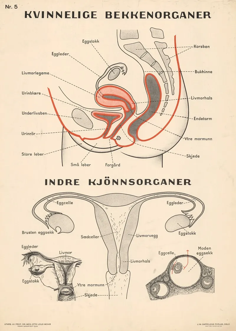 Female Reproductive Organs 3