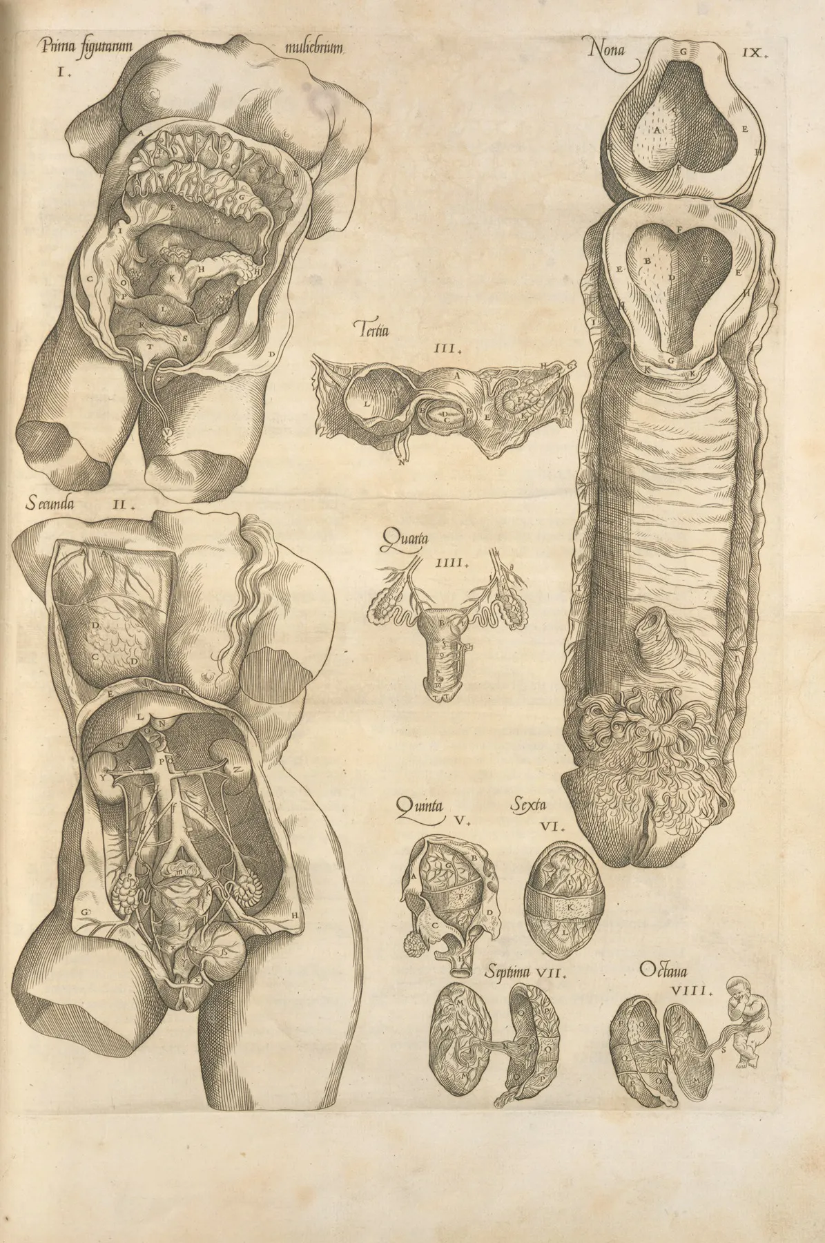Female Reproductive System by Thomas Geminus - Canvas Print