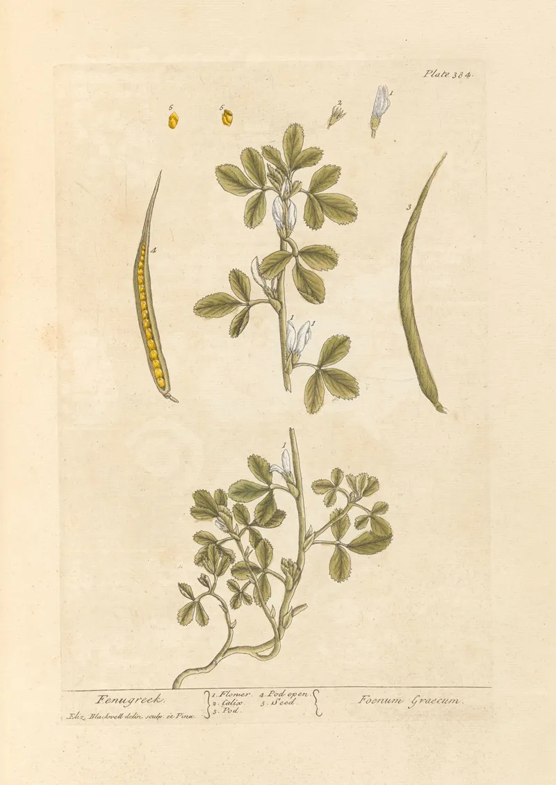 Fenugreek