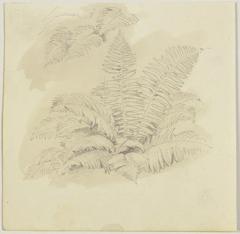Ferns 2