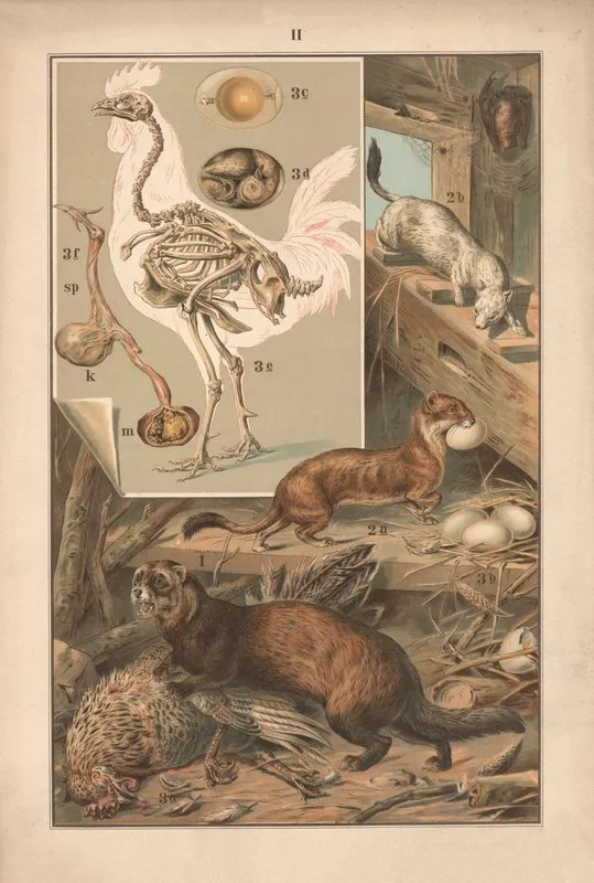 Ferret Weasel Chicken