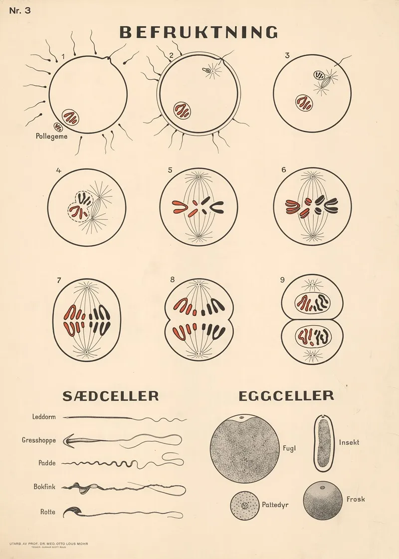 Fertilization 4