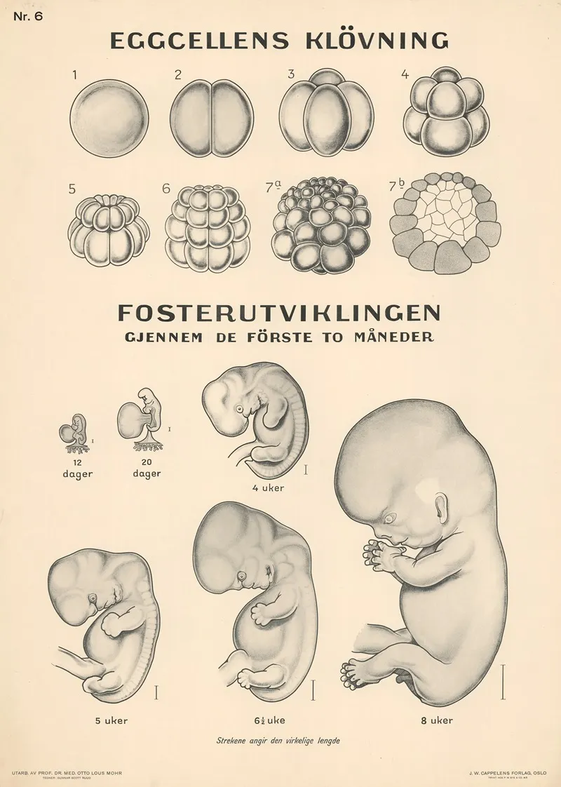 Fetal Development by Gunnar Scott Ruud - Canvas Print