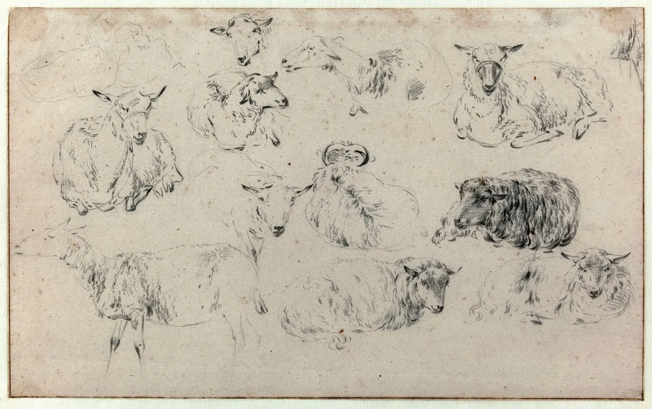 Feuille Detude De Brebis