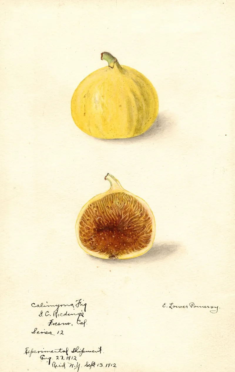 Ficus Calimyrna Fig