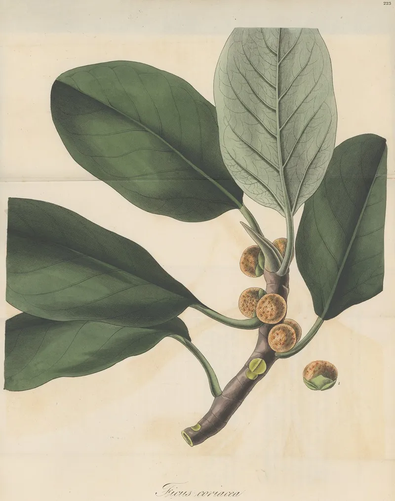 Ficus Coriacea