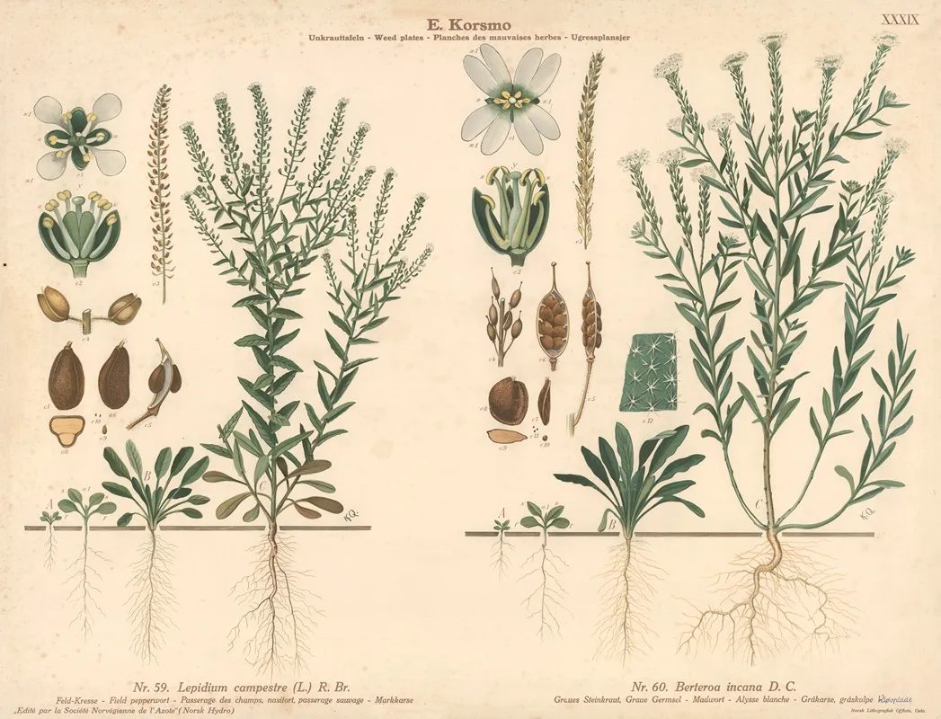 Field Pepperwort Madwort by Knut Quelprud - Canvas Print