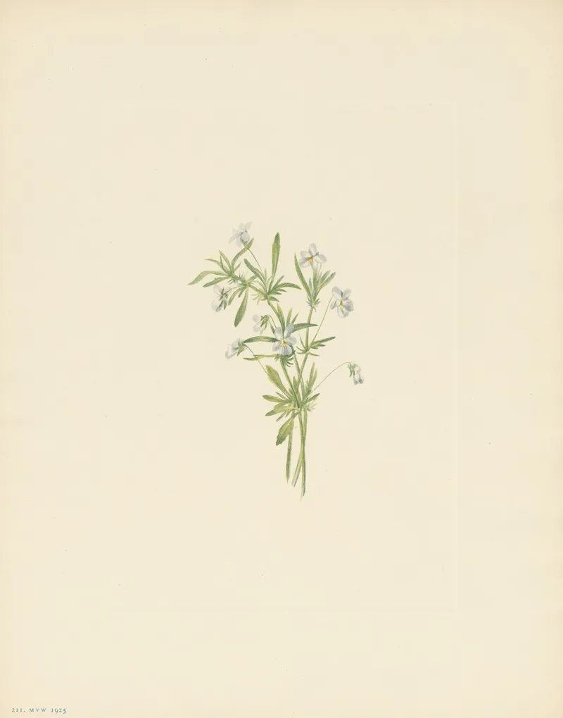 Field Violet Viola Rafinesquii 3