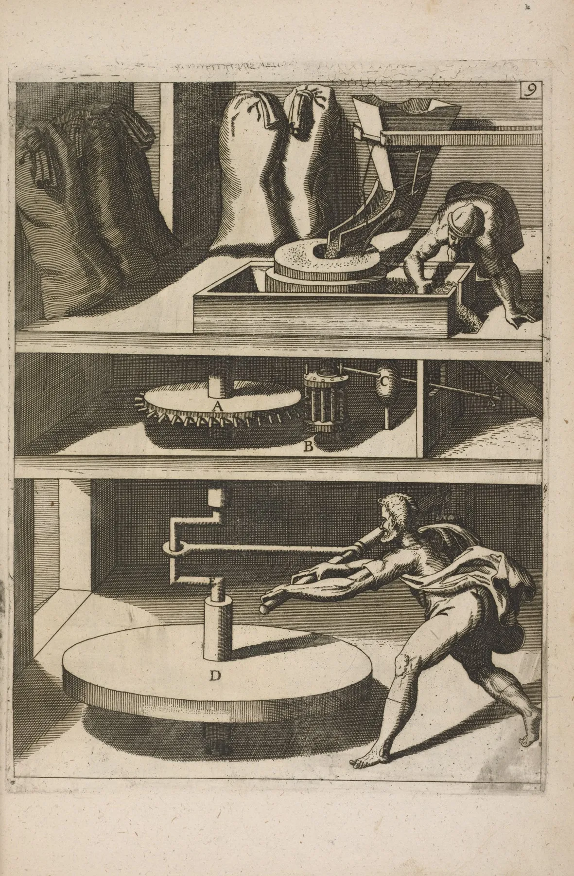 Fig Ix Chiromylos Frumentarius