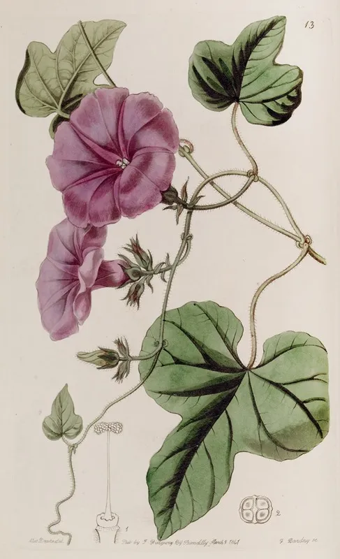 Fig Leaved Ipomaea