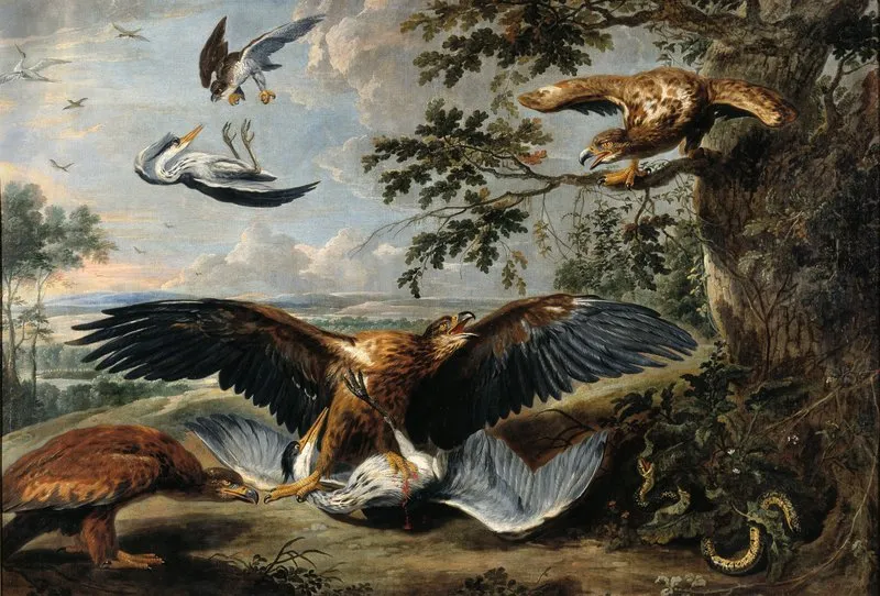 Fight Between Eagles