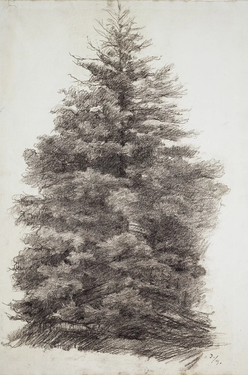 Fir Tree