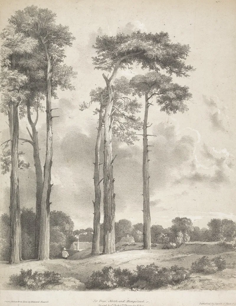 Fir Trees North End Hampstead