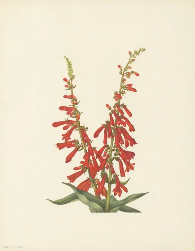 Fire Pentstemon Pentstemon Eatonii 3