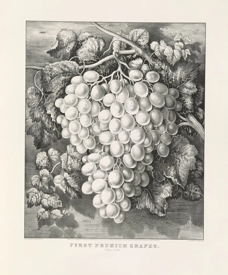First Premium Grapes A Royal Cluster