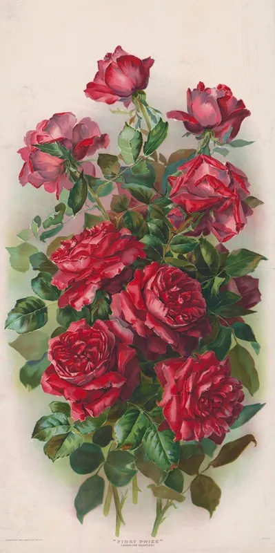 First Prize American Beauties