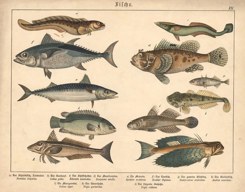 Fische A Der Schleimfisch Aalmutter B Der Kaulkopf C Der Schiffshalter D Der Meerscorpion E Die Makrele