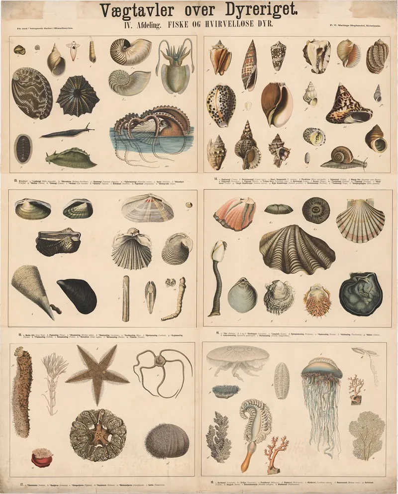 Fisk Og Hvirvellose Dyr 3