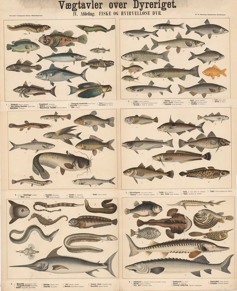 Fisk Og Hvirvellose Dyr