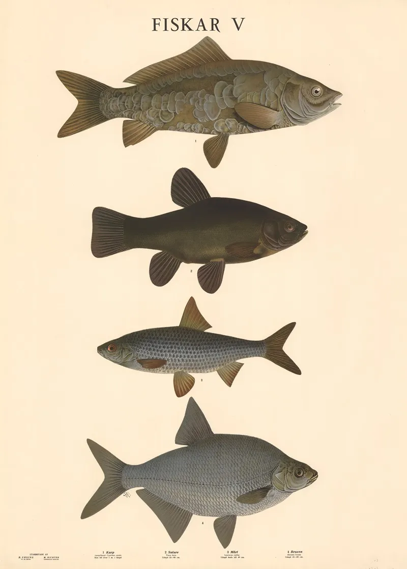 Fiskar V by Max Richter - Canvas Print