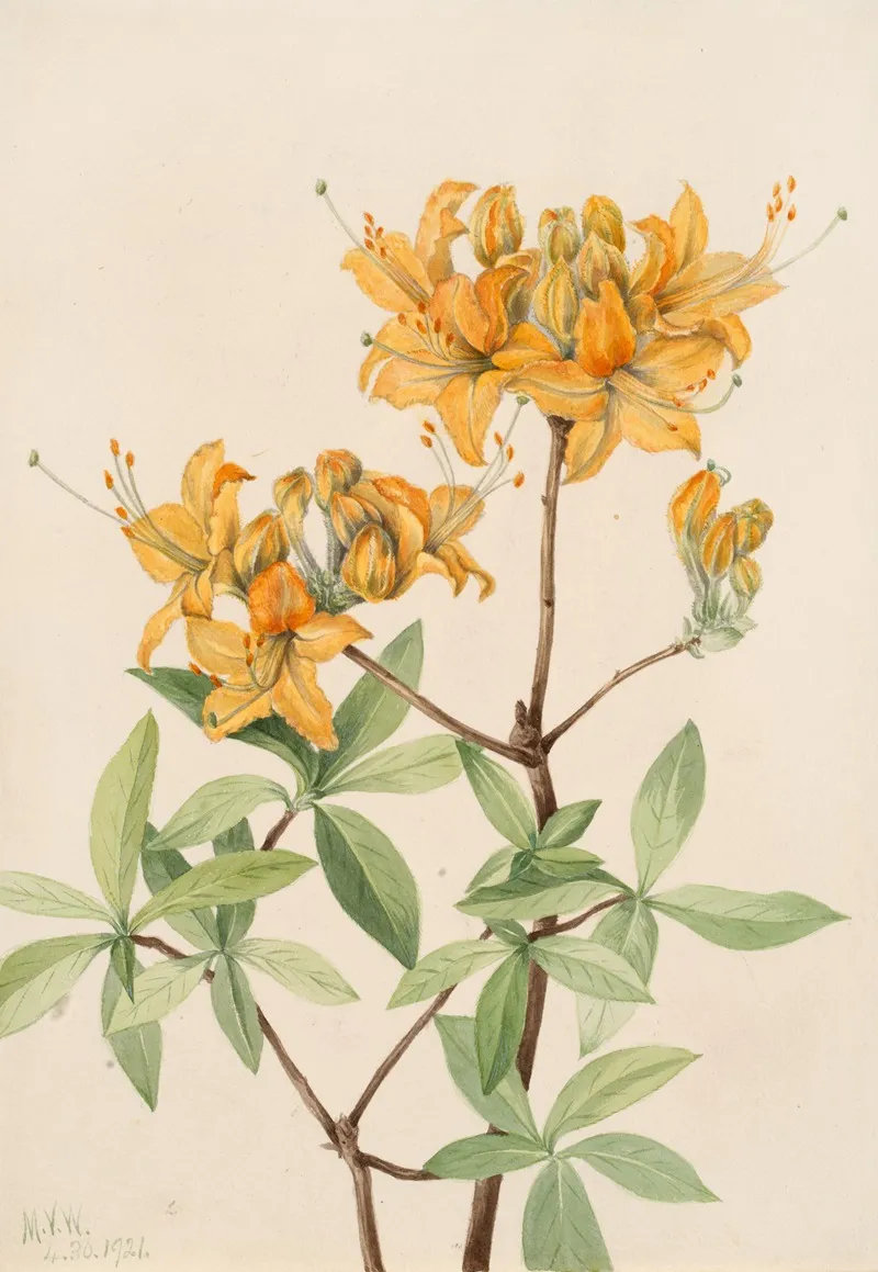 Flame Azalea Azalea Lutea 2