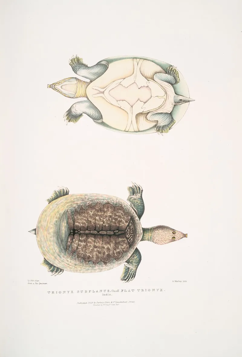 Flat Trionyx Tryonix Subplanus